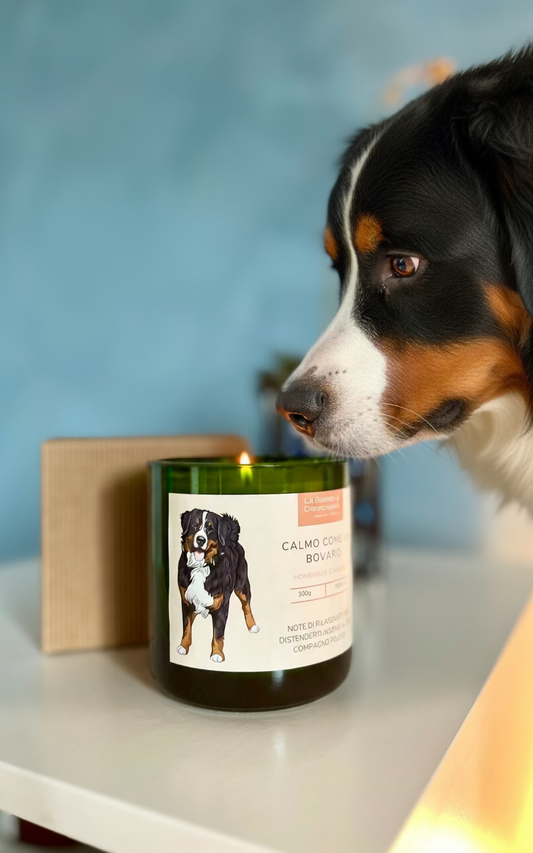 CANdela Bovaro del Bernese