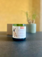 CANdela Bulldog Francese