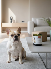 CANdela Bulldog Francese